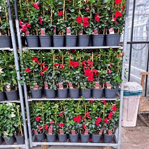 Afbeelding van Kp17 Sundaville Rek Red